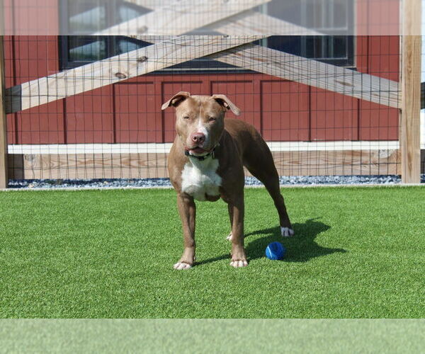Medium Photo #1 American Pit Bull Terrier Puppy For Sale in Chestertown, MD, USA