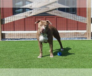 American Pit Bull Terrier Dogs for adoption in Chestertown, MD, USA