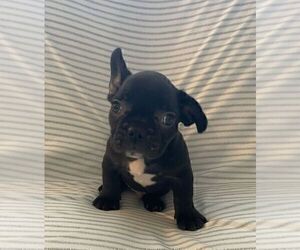 French Bulldog Puppy for sale in JOHNS ISLAND, SC, USA