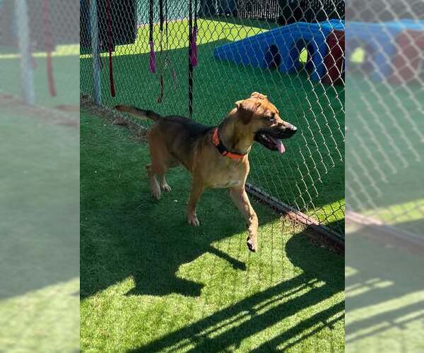 Medium Photo #1 Mutt Puppy For Sale in San Bernardino, CA, USA