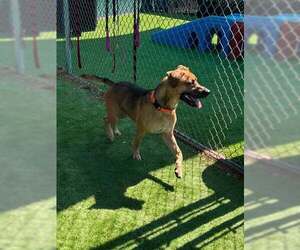 Mutt Dogs for adoption in San Bernardino, CA, USA
