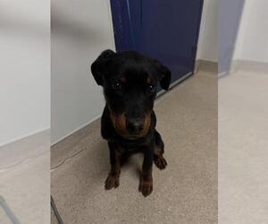 Rottweiler Dogs for adoption in Bakersfield, CA, USA