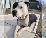 Small #18 American Pit Bull Terrier Mix