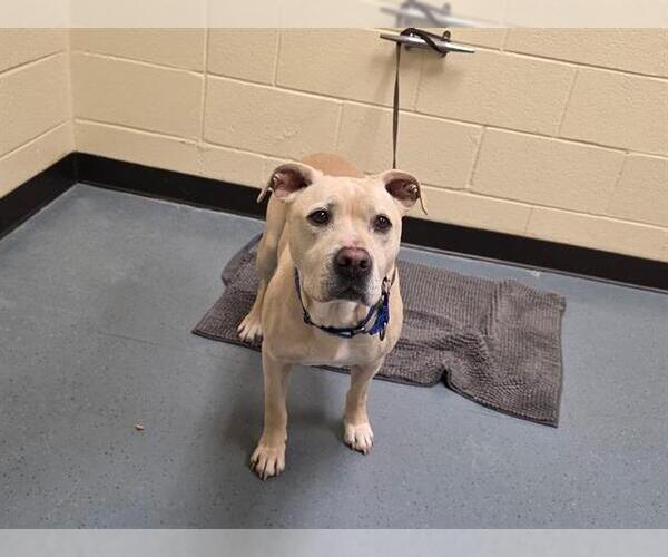 Medium Photo #1 Labrador Retriever Puppy For Sale in Denver, CO, USA