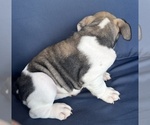 Small Photo #83 English Bulldog Puppy For Sale in WEEKI WACHEE, FL, USA