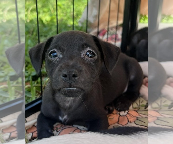 Medium Photo #4 Dachsador Puppy For Sale in Pompano Beach , FL, USA