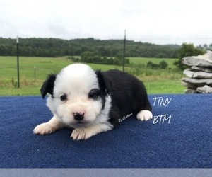 Miniature Australian Shepherd Puppy for sale in BATESVILLE, AR, USA