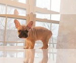 Small Photo #14 French Bulldog Puppy For Sale in MANHATTAN, NY, USA