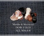 Image preview for Ad Listing. Nickname: Litter of 6