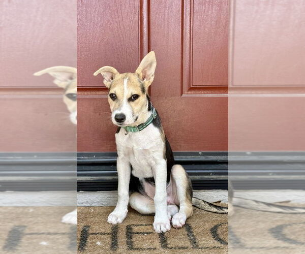 Medium Photo #4 Jack Russell Terrier Puppy For Sale in San Diego, CA, USA