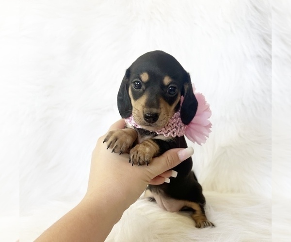 Medium Photo #4 Dachshund Puppy For Sale in DAVIS, CA, USA