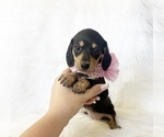 Small #3 Dachshund