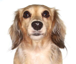 Dachshund-Unknown Mix Dogs for adoption in Oakland Park, FL, USA