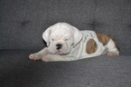 Small Photo #1 English Bulldog Puppy For Sale in PHOENIX, AZ, USA
