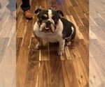 Small Photo #1 English Bulldog Puppy For Sale in DAYTON, OH, USA