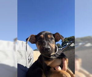 Chihuahua Dogs for adoption in Salinas, CA, USA