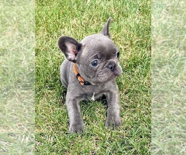Medium Photo #28 French Bulldog Puppy For Sale in CANYON, TX, USA