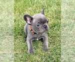 Small Photo #28 French Bulldog Puppy For Sale in CANYON, TX, USA