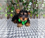 Small #3 Yorkshire Terrier