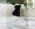 Small Photo #5 Schnauzer (Miniature) Puppy For Sale in MIAMI, FL, USA