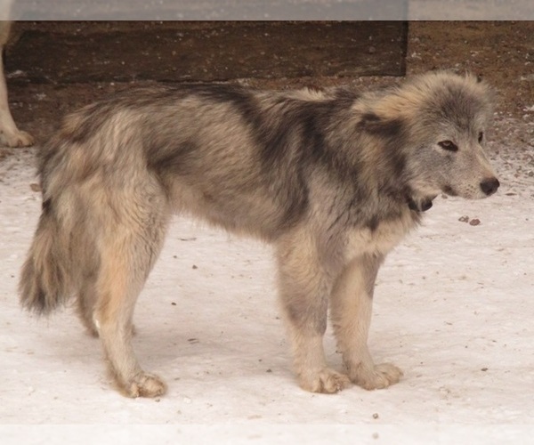 Medium Photo #1 Wolf Hybrid Puppy For Sale in SAINT IGNATIUS, MT, USA