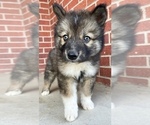 Small Photo #3 Siberian Husky Puppy For Sale in CO SPGS, CO, USA