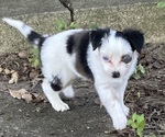 Puppy Vanilla Wafer Miniature Australian Shepherd