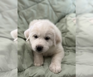 Medium Golden Retriever