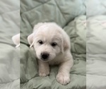 Puppy 5 Golden Retriever