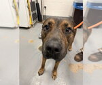 WILLIS - Male Labrador Retriever-Unknown Mix Dog for Adoption - Small photo