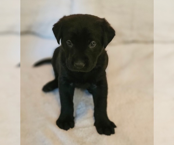 Medium Photo #5 Golden Labrador Puppy For Sale in BENNINGTON, NE, USA