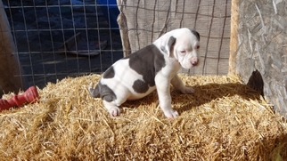 American Pit Bull Terrier Puppy for sale in Lake elsinore, CA, USA