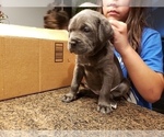 Small Photo #18 Cane Corso Puppy For Sale in PHILLIPSTON, MA, USA