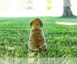 Small Photo #8 English Bulldog-Mastiff Mix Puppy For Sale in WARSAW, IN, USA