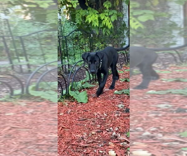Medium Photo #1 Labrador Retriever-Unknown Mix Puppy For Sale in Farmington, MN, USA
