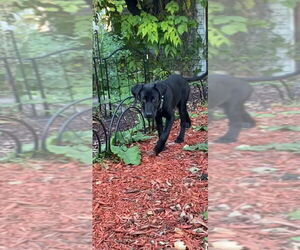 Labrador Retriever-Unknown Mix Dogs for adoption in Farmington, MN, USA