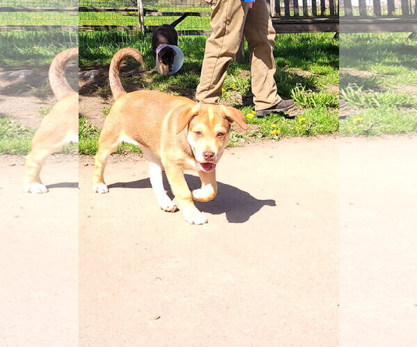 Medium Photo #1 Mastiff-Siberian Husky Mix Puppy For Sale in Sequim, WA, USA