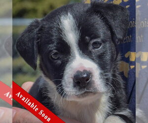American Bulldog-Unknown Mix Dogs for adoption in Huntley, IL, USA