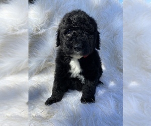 Poodle (Standard) Puppy for sale in FREDERICKTOWN, MO, USA