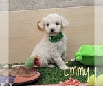 Puppy 6 Goldendoodle
