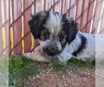 Small Photo #6 Mutt Puppy For Sale in Vail, AZ, USA