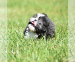 Small #9 Shih Tzu