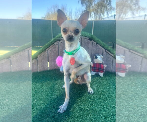 Medium Photo #2 Chihuahua-Unknown Mix Puppy For Sale in Tempe , AZ, USA