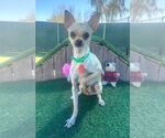 Small #1 Chihuahua Mix
