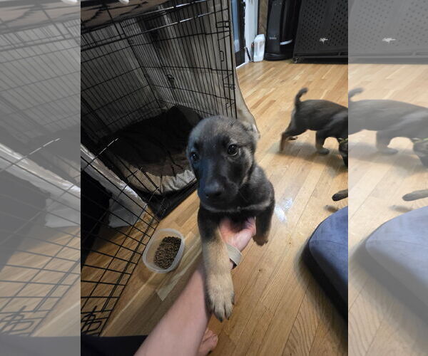 Medium Photo #2 German Shepherd Dog-pomeranian spitz Mix Puppy For Sale in Princeton, MN, USA