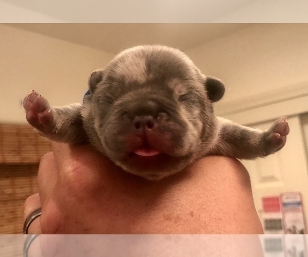 Medium Photo #18 French Bulldog Puppy For Sale in PLACERVILLE, CA, USA