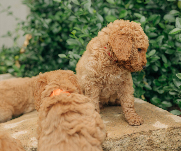 Medium Photo #21 Goldendoodle Puppy For Sale in PECK, KS, USA