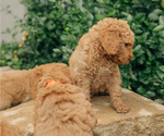 Small Photo #21 Goldendoodle Puppy For Sale in PECK, KS, USA