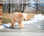 Small Photo #32 Goldendoodle Puppy For Sale in CARLOCK, IL, USA