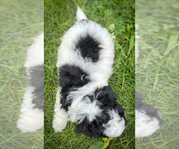 Medium Photo #2 Zuchon Puppy For Sale in FAIRBANK, IA, USA